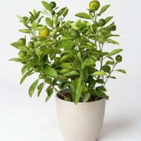 Calamansi Tree