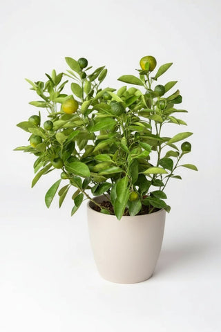 Calamansi Tree