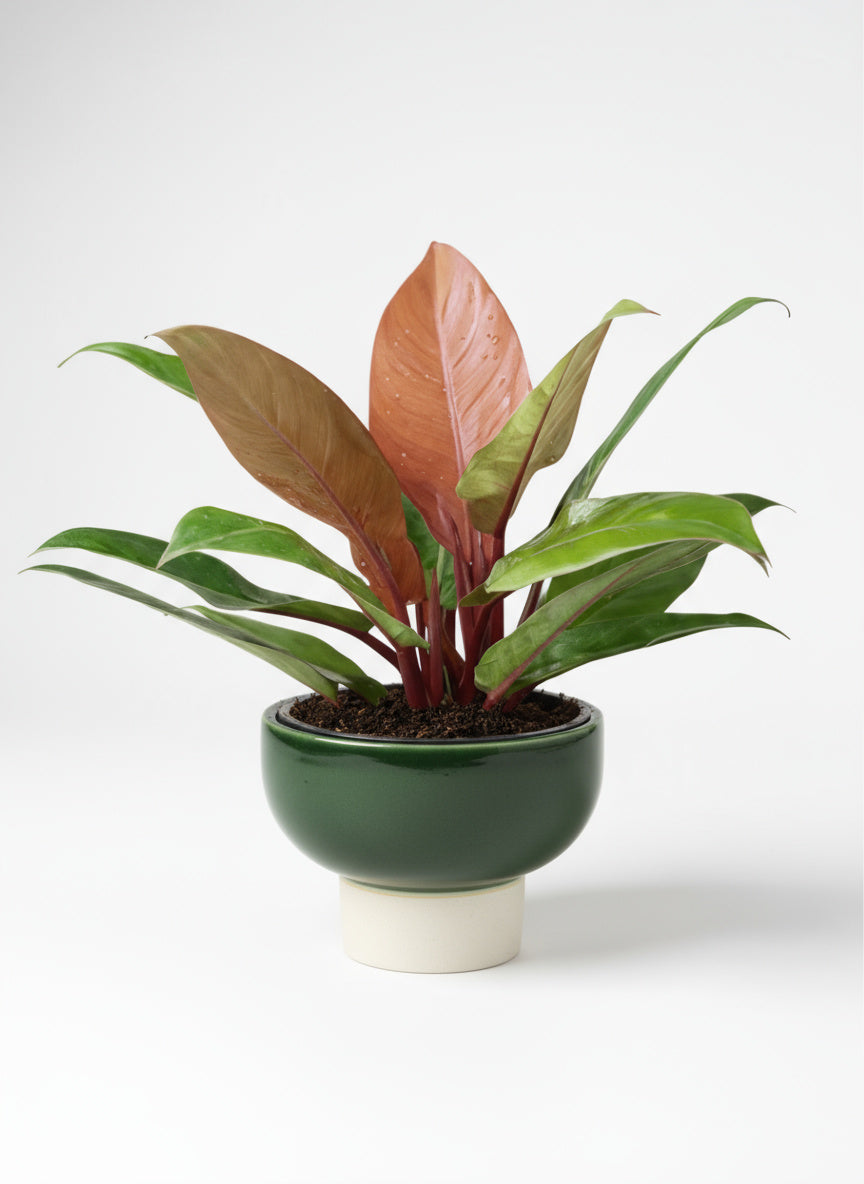 Philodendron Orange Congo