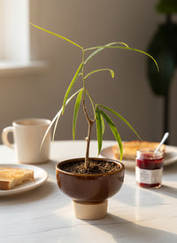 Bottle Tree Junior - Brachychiton Rupestris (Japan)