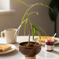 Bottle Tree Junior - Brachychiton Rupestris (Japan)