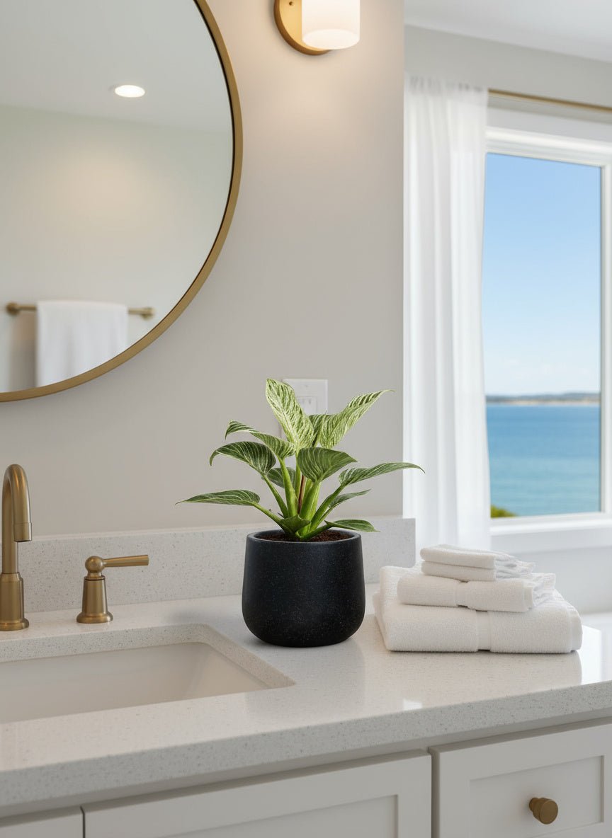 Philodendron Birkin - Potted plant - JUST-PHIL-GRW-2622 - Tumbleweed Plants - Online Plant Delivery Singapore