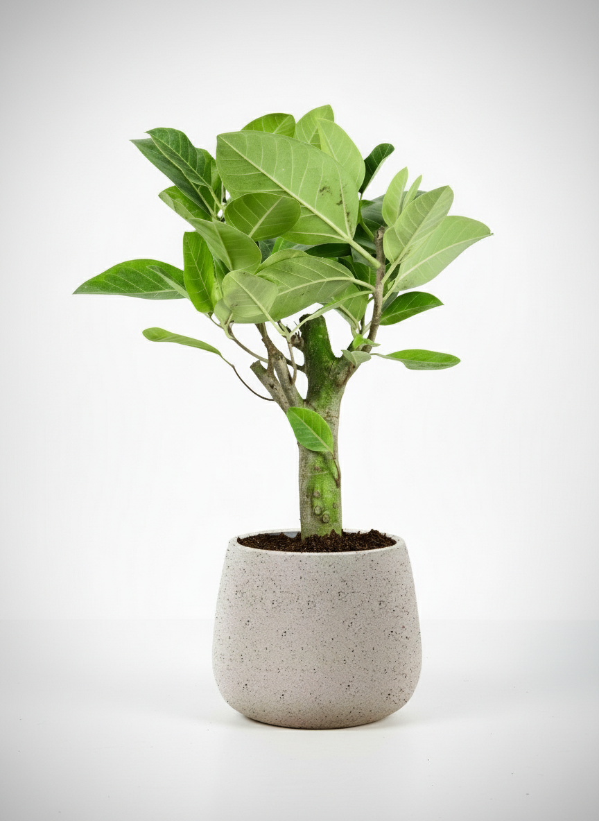 Ficus Elastica Lemon Lime