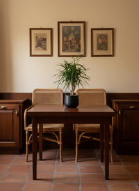 Mini Dracaena Marginata