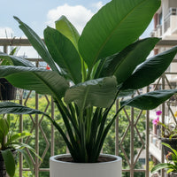 Sensation Peace Lily