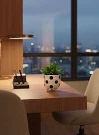 Peperomia - Baby Rubber Plant