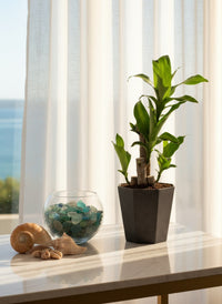 Dracaena Fragrans (Iron Tree) - 0.4m - Potted plant -  Tumbleweed Plants