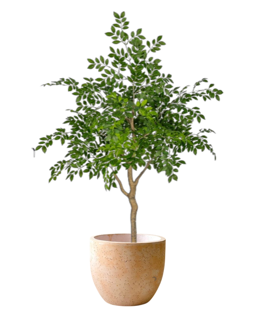 Chinese Money Tree (Faux)