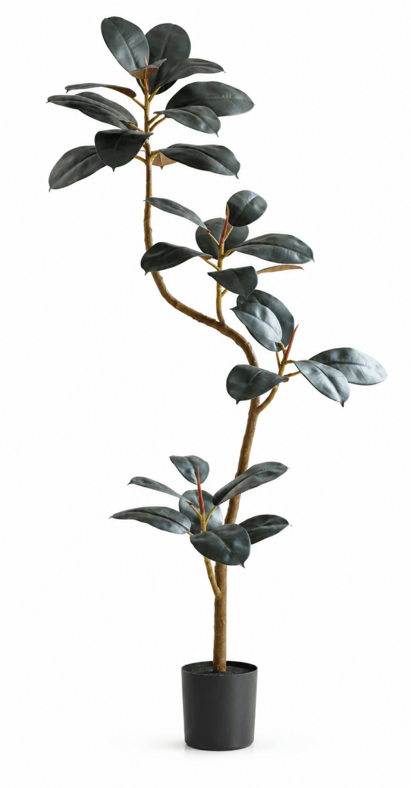 Tumbleweed Plants