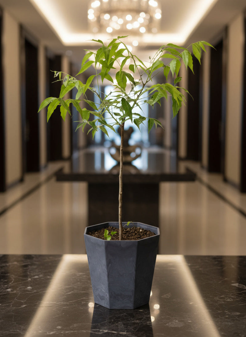 Neem Tree Plant - Potted plant -  Tumbleweed Plants