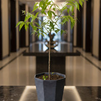 Neem Tree Plant