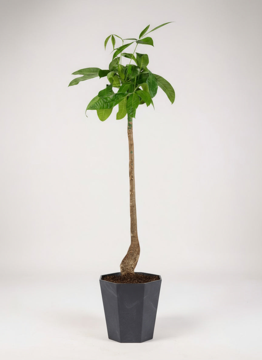 Money Tree Bottle-Trunk