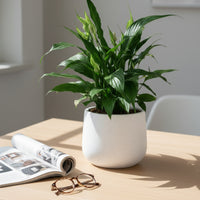Peace Lily (0.3m)