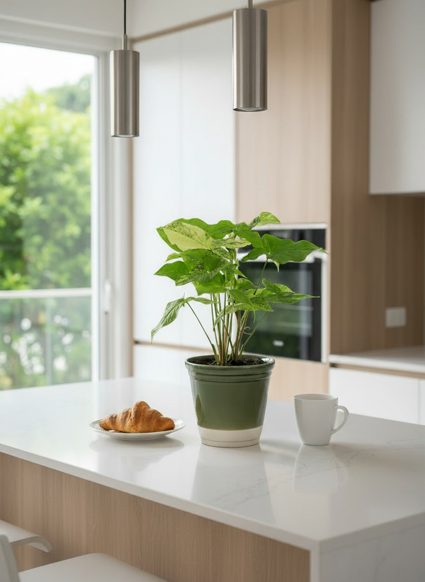 Syngonium White Albo