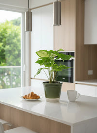 Syngonium White Albo