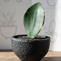 Baby Whale Fin Sansevieria in Wabi Sabi Coal Planter