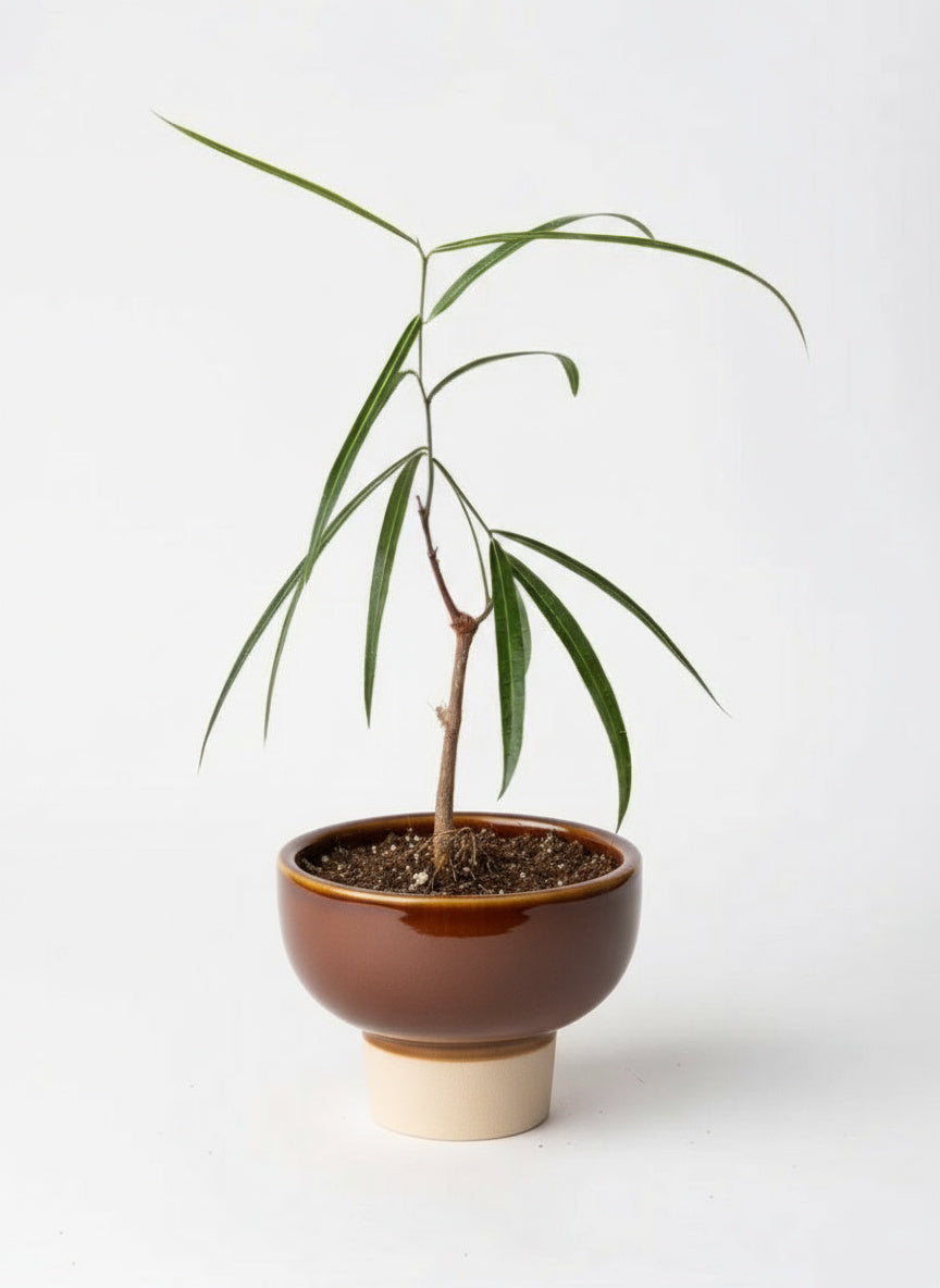 Bottle Tree Junior - Brachychiton Rupestris (Japan)