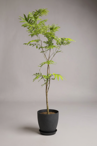 Everfresh Tree (Japan) 1.4-1.6m - Potted plant -  Tumbleweed Plants