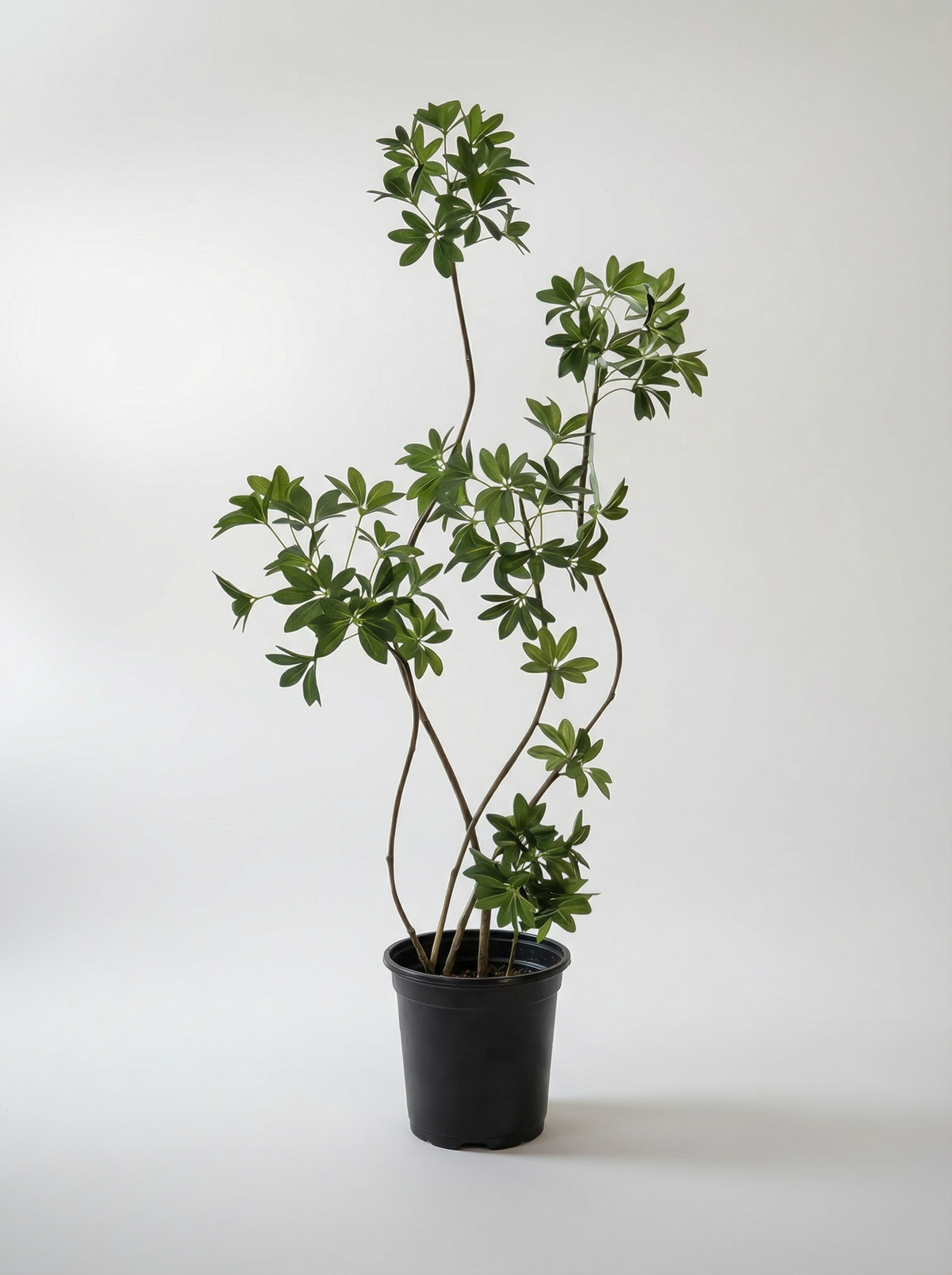 Dwarf Umbrella Tree (Life-like Artificial)