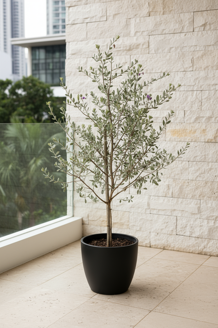 Leucophyllum Frutescens – Texas Sage / Silver Bush - Potted plant -  Tumbleweed Plants