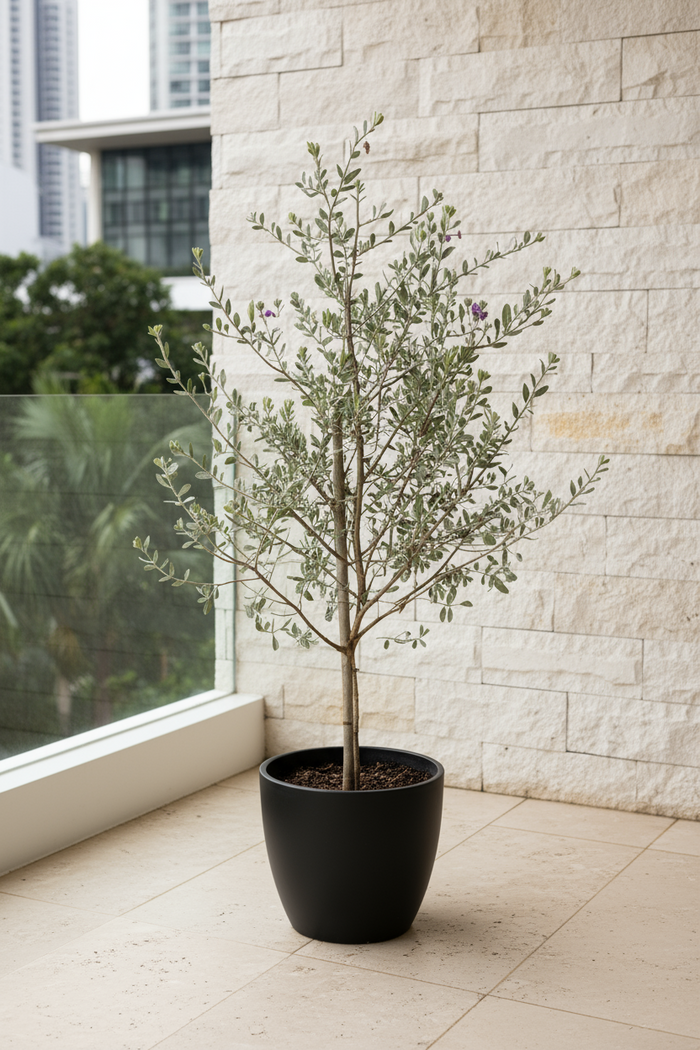 Tumbleweed Plants