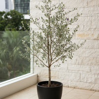 Leucophyllum Frutescens – Texas Sage / Silver Bush