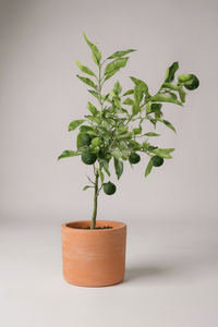 Citrus Hanayu - Yuzu (Japan) - Potted plant -  Tumbleweed Plants