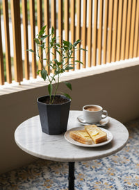 Chili Plant Padi Junior - Organic - Potted plant -  Tumbleweed Plants