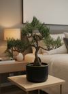Japanese Black Pine Bonsai - Natural Growth