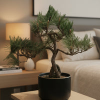 Japanese Black Pine Bonsai - Natural Growth