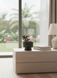 Giant Jewel Orchid - Potted plant -  Tumbleweed Plants