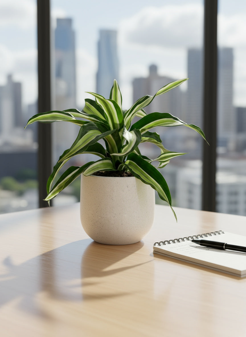 Dracaena Surprise - Potted plant -  Tumbleweed Plants