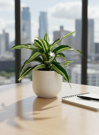 Dracaena Surprise - Potted plant -  Tumbleweed Plants