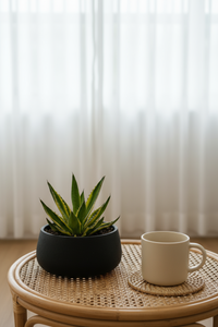Assorted Agave Victoriae-Reginae - Potted plant -  Tumbleweed Plants