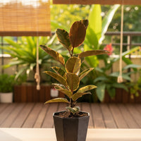 Ficus Elastica Ruby