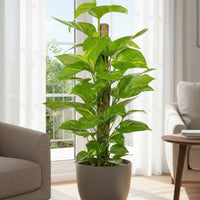 Epipremnum Money Plant (1.4m)