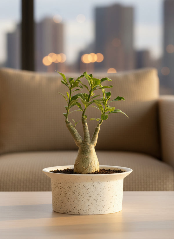 Adenium Desert Rose Plant