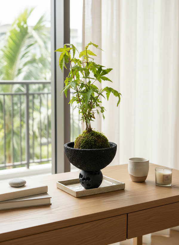 Acer Palmatum Maple Kokedama (Japan)
