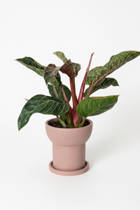 Philodendron Birkin - Pink - Potted plant -  Tumbleweed Plants