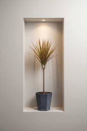 Dracaena Bicolour - Potted plant -  Tumbleweed Plants