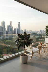 Ficus Elastica - Rubber Tree - Potted plant - POTT - RUBB - GRW - 1915 - Tumbleweed Plants - Online Plant Delivery Singapore
