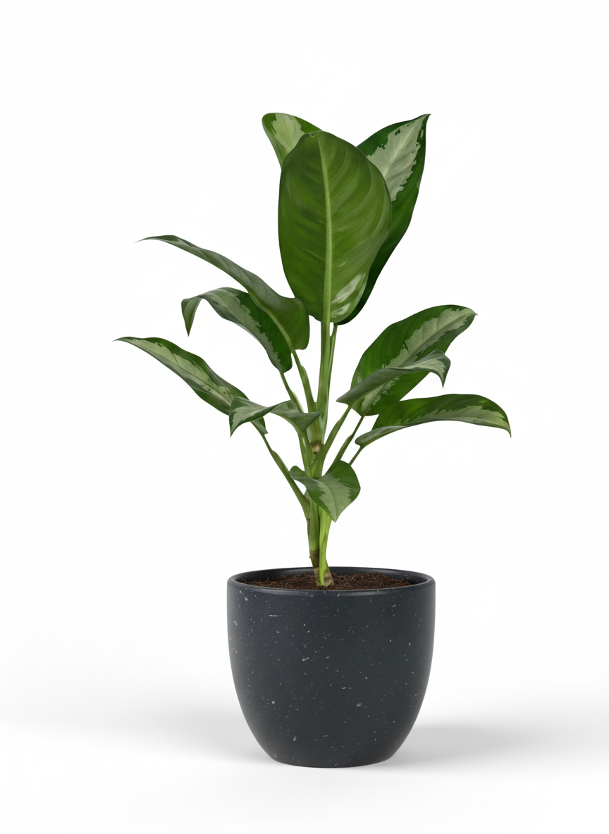 Aglaonema Pattaya Beauty