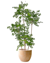 Chinese Money Tree (Faux)