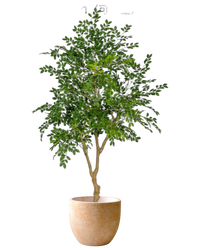 Chinese Money Tree (Faux)