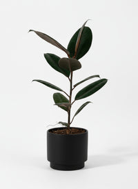 Ficus Elastica Burgundy