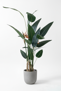 Artificial Heliconia Plant - Potted plant -  Tumbleweed Plants