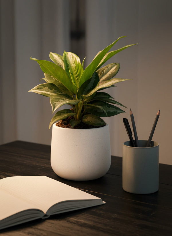 Aglaonema Pattaya Diamond Baby - Potted plant -  Tumbleweed Plants