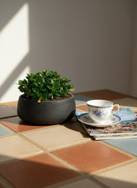 Goldfish Plant - Nematanthus - Potted plant -  Tumbleweed Plants