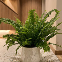 Boston Fern Plant