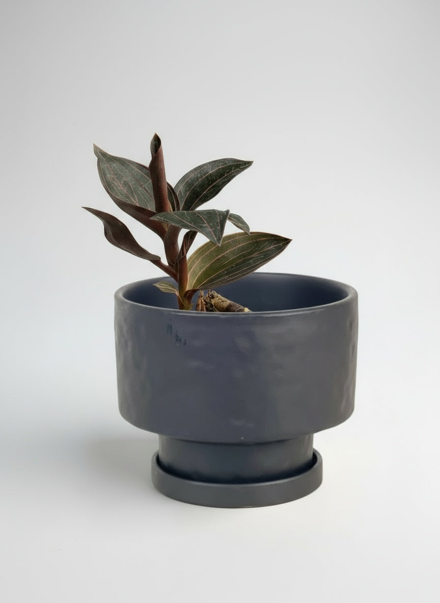 Giant Jewel Orchid - Potted plant -  Tumbleweed Plants